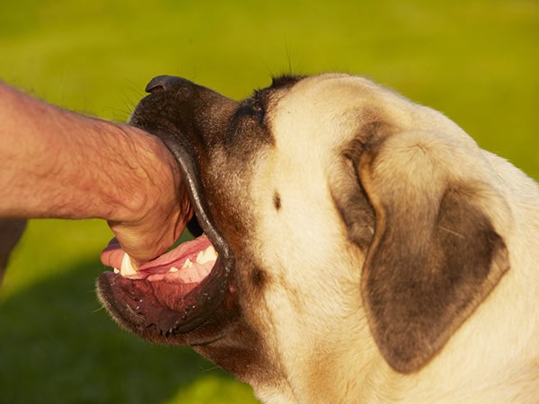 dog bite attorney