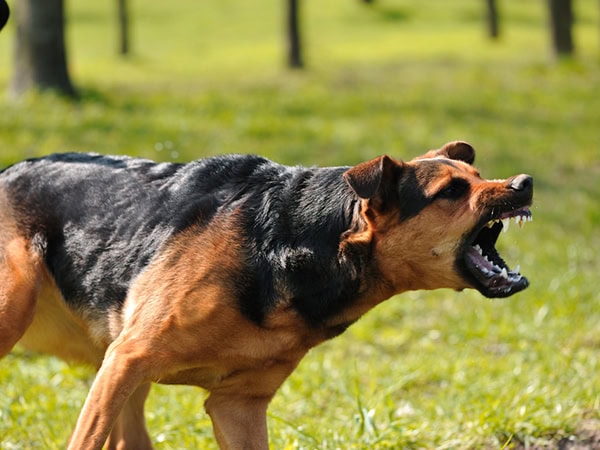 dog bite lawyer